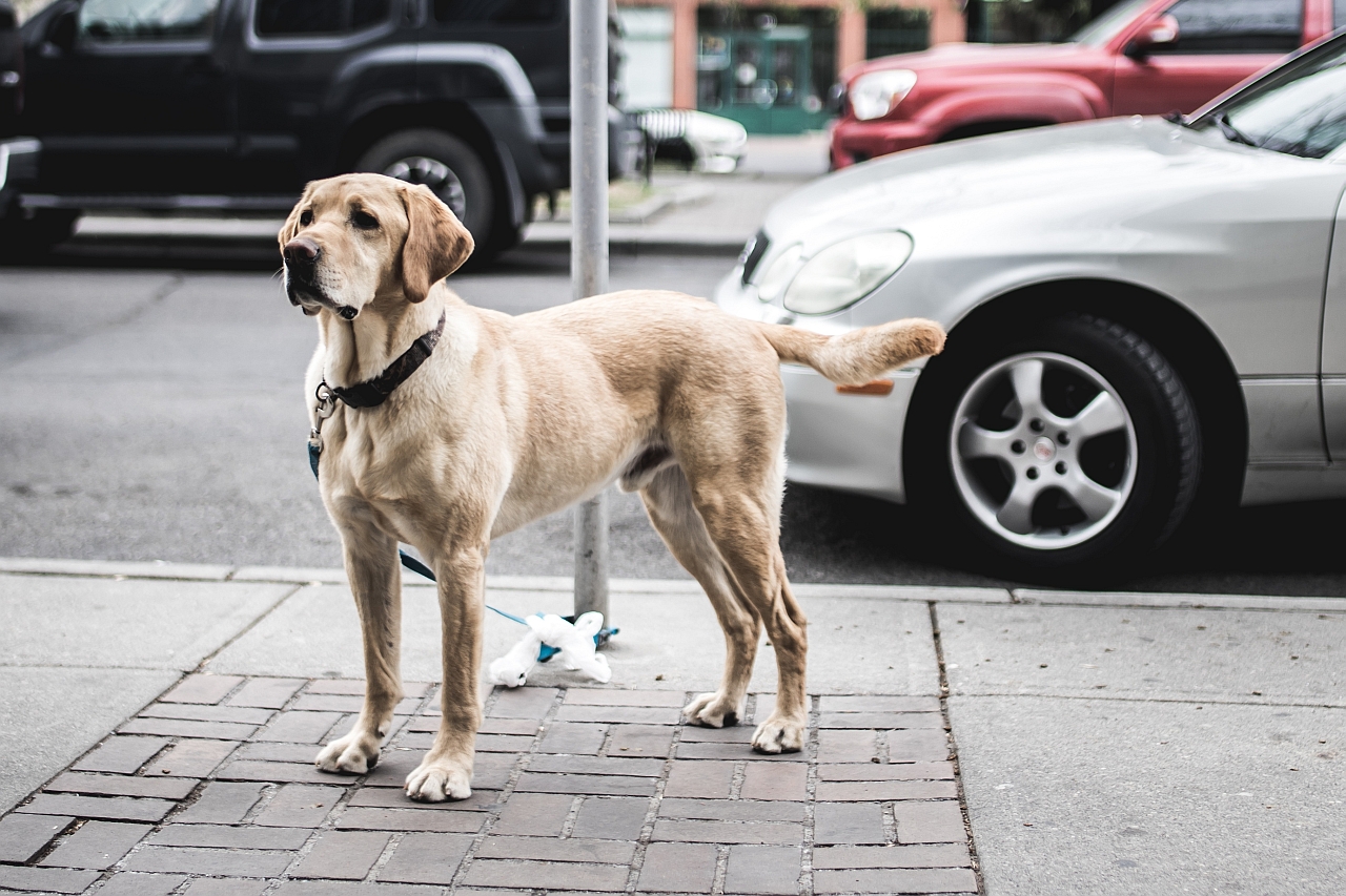 Hundebesitzer brauchen guten Haftpflichtschutz