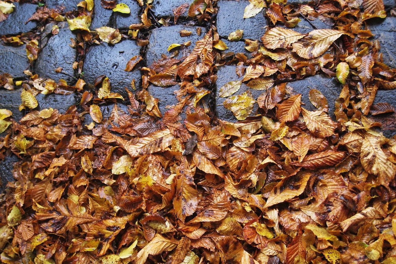 Kehrpflicht: Wer ist für das Herbstlaub zuständig?